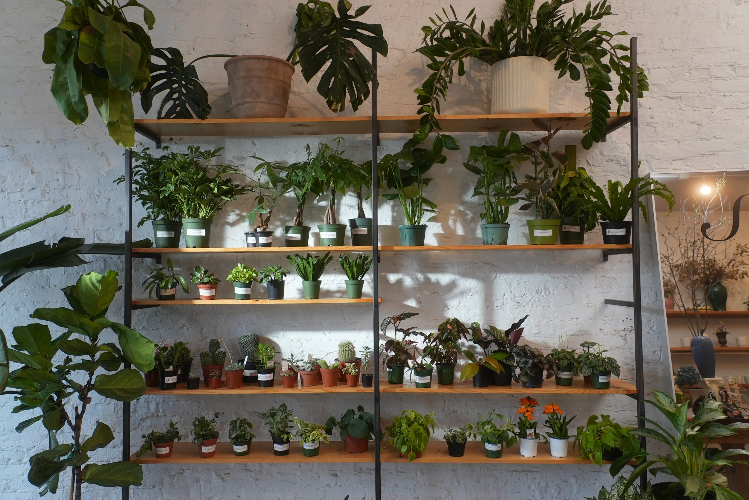 Plants in store