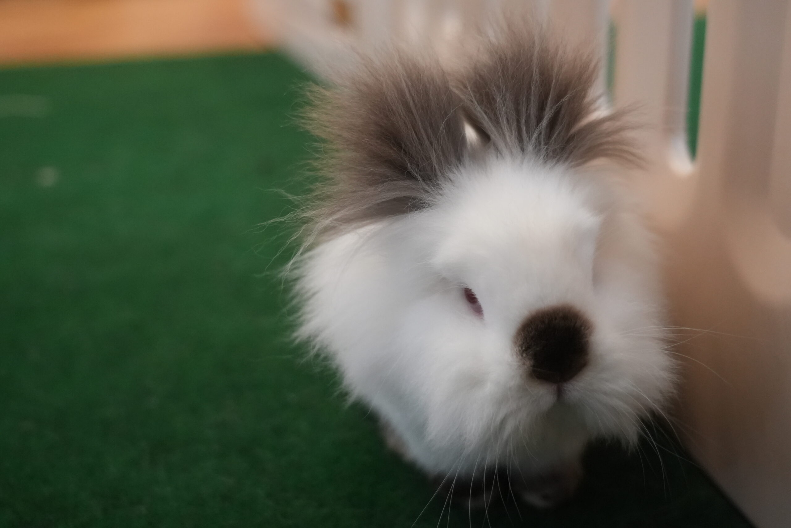 Bunny in store